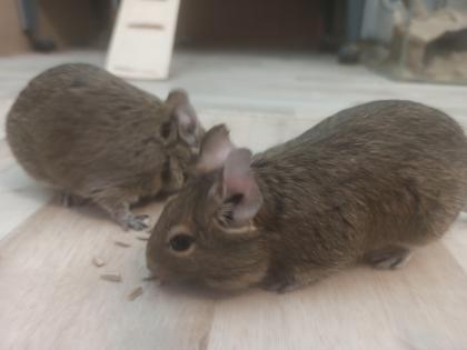 2 2 5 Jahre weibl. Degus Hand zahm abzugeben