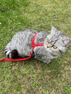 Deckkater Paarung Katze Geschlechtsverkehr