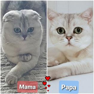 BHK Britisch Kurzhaar Babykatze Kater Kätzchen total flauschig.
