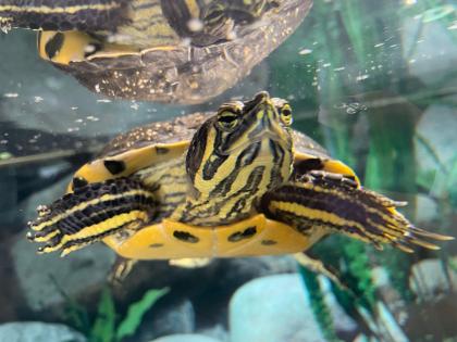 Hab ihr eine Gelbwang schildkröte die eim Neues Zuhause sucht