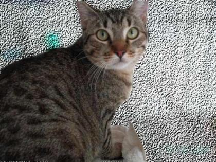Rosendo super lieber Tigerkater suchst DU noch einen Freund