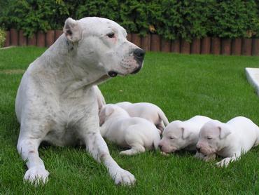 Dogo Argentino