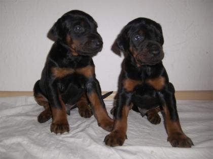Wunderschöne reinrassige Dobermannwelpen