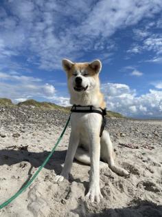 Reinrassige Akita Inu Welpen mit Papieren der Elterntiere