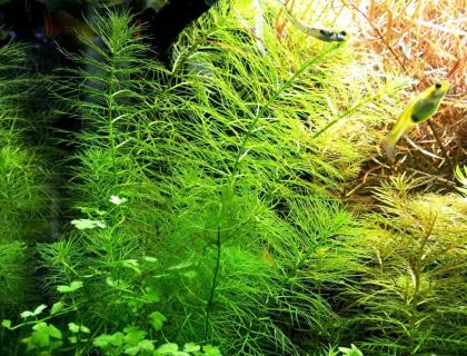 Guyana Tausendblatt Bündel Aquarienpflanzen Versand/ Abholung