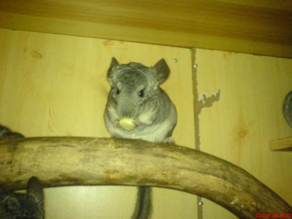 Wer gibt süßen zamen Chinchillas ein schönes zuhause