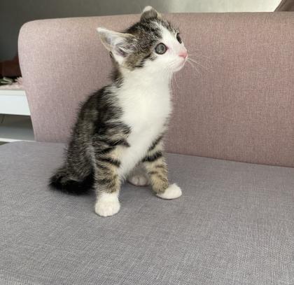 Katzenbaby Weiblich