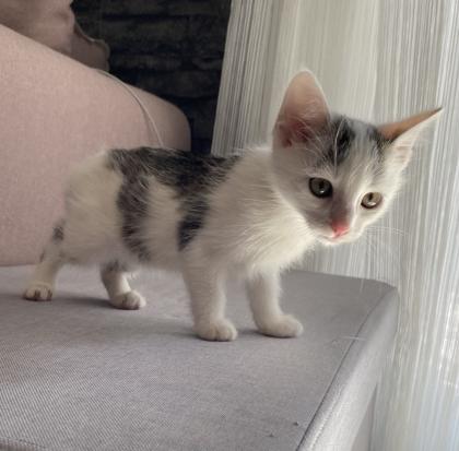 Katzenbaby Weiblich