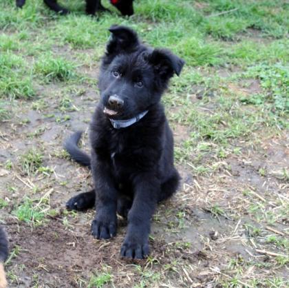Onyx Rüde Welpe Altdeutscher Schäferhund DDR Linien