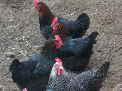 Marans und Bresse gauloise aus französischer Leistungszucht