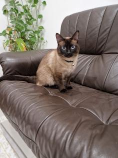 Reinrassige Siam Kitten Balinesisch
