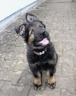 Rüden Welpen Altdeutscher Schäferhund DDR Linien