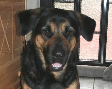EILT - Labrador-Schäferhund-Mix-Rüde kastriert