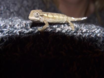 Streifenchamälions rudis Babys