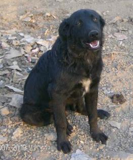 Notfall Nero sucht.