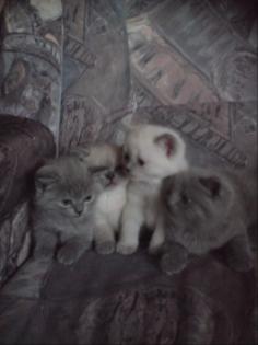 Katzenkinder