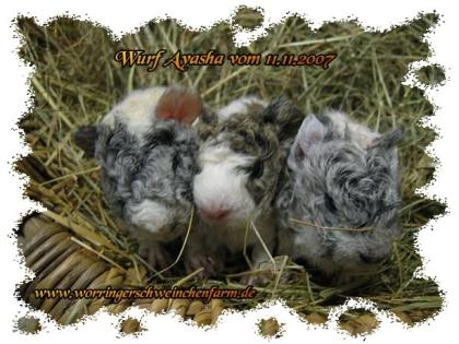 Worringerschweinchenfarm ish. de