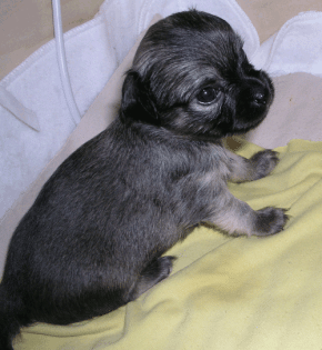 4 Chihuahua Welpen Düsseldorf