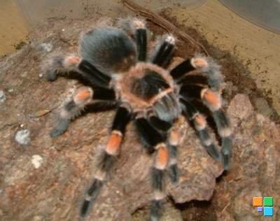Brachypelma Smithi 1. 0