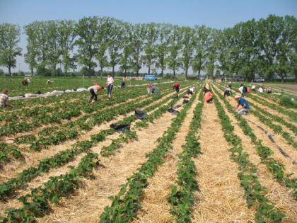 Fleissige und zuverlaessige Erntehelfer