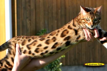 Bengalkatzen der neuen Generation .