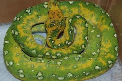 Grüner Baumpython Bredli Python