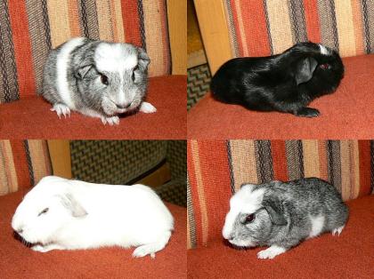 Cuys Riesen Meerschweinchen Crested und GH
