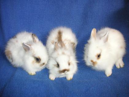 Handzahme knuffige Löwenkinder suchen DICH
