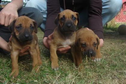 Rhodesian Ridgeback Welpen ab 01. 05. 2022 abzugeben