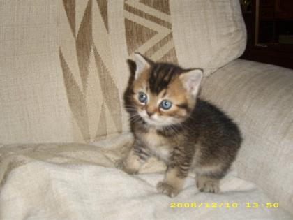 Hurra unsere BKH-Kitten sind geboren 22. 4. 09