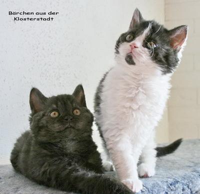Liebe Bärchen suchen absofort nette Ohrenkrauler