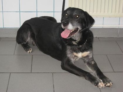 H I L F E ich werde getötet wenn mich keiner adoptiert