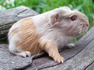 Rassemeerschweinchen aus Hobbyzucht Coronet in Beige-Gold-Weiß