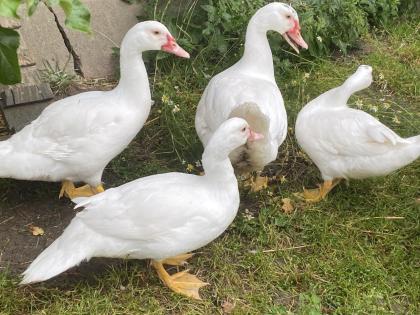 Warzenenten weiß Enten