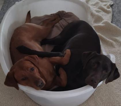 Unsere süßen Labrador Welpen