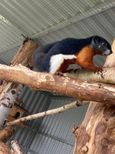 2 Schönhörnchen Männchen 1. 5 Jahre-Preis für beide