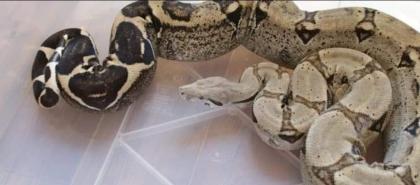 2. 3 Boa Constrictor abzuheben wegen Hobbyaufgabe