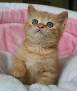 Britisch Kurzhaar Katzenbabys in red abzugeben