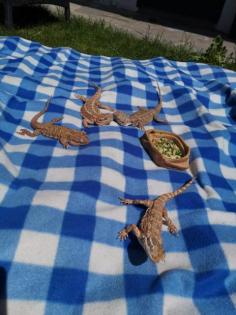 ZU VERSCHENKEN 4 Zwergbartagame samt Terrarium