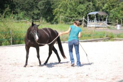 Blidhübsche Paint Horse Stute