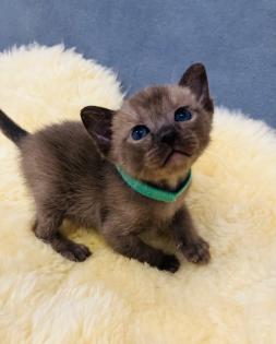 Reinrassige Burma Kitten
