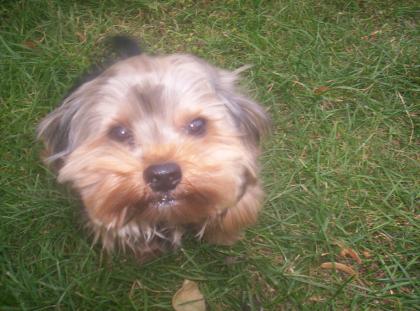 Yorkie Rüde sucht neues zuhause