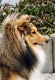 Zuckersüße sheltiewelpen Minicollie mit VDH-Papieren