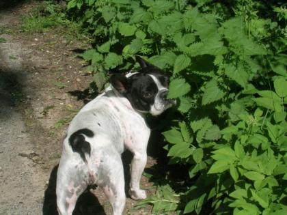 Französische Bulldogge Hündin 5 Jahre sucht ein neues Zuhause