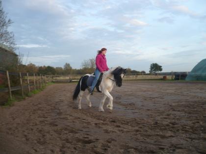 Rappscheck-Pony 46562 Voerde zu verkaufen