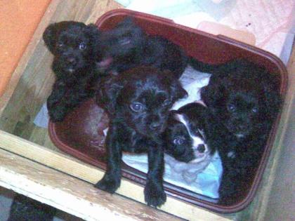 Edelmixwelpen Cavalier-King-Charles-Spaniel Pekinese