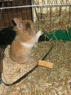 Löwenkopfkaninchen abzugeben