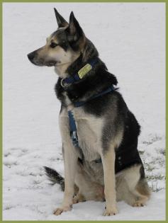 Shilla Schäferhund-Husky-Mix 5 Jahre w