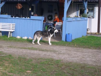 Biete Reitbeteiligung an Isländer in Schifferstadt