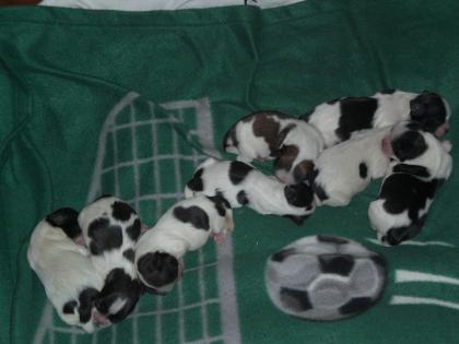4 Shih tzu Knuffels suchen ein zu Hause ab 14. 03. 2022